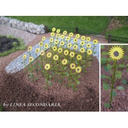 Piante di Girasole - 11 piante - scala 1:35