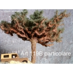 Pino Domestico/Marittimo
