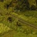 Polak
